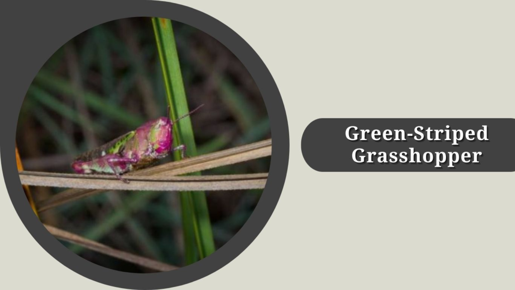 Green-Striped Grasshopper