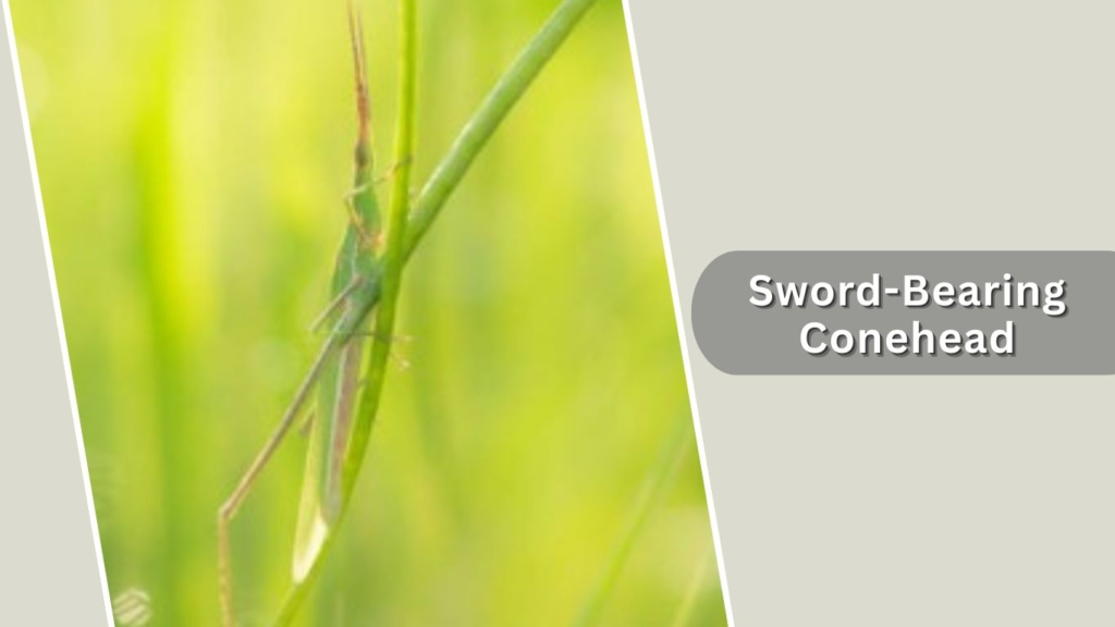 Sword-Bearing Conehead