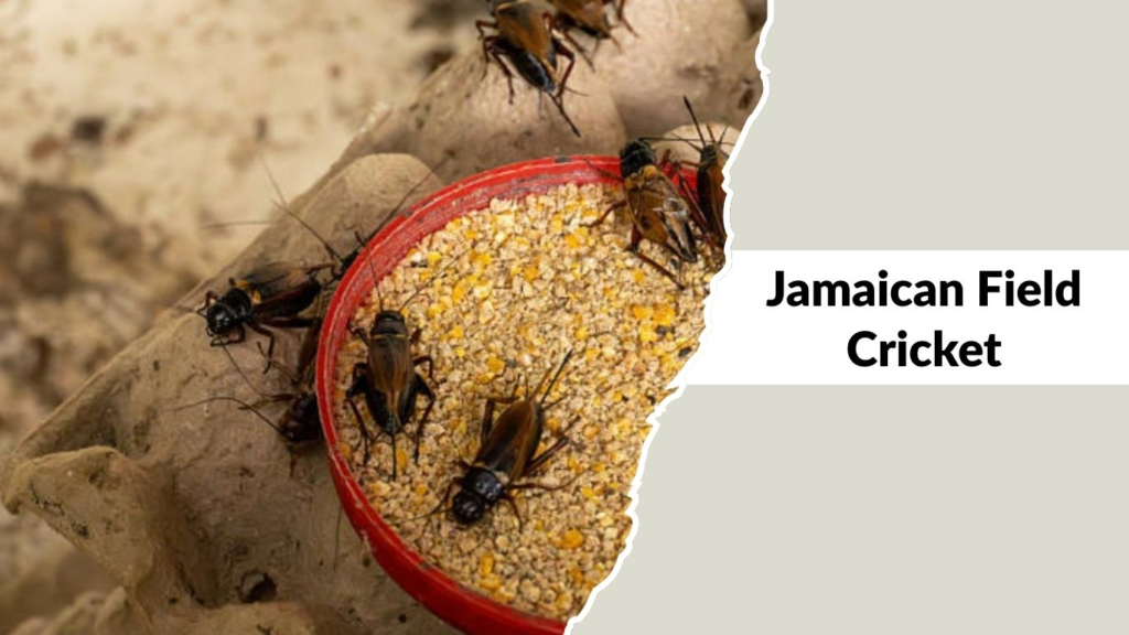 Jamaican Field Cricket