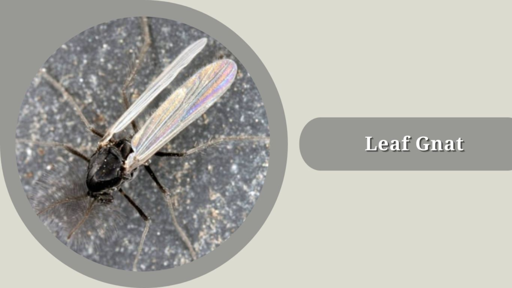 Leaf Gnat