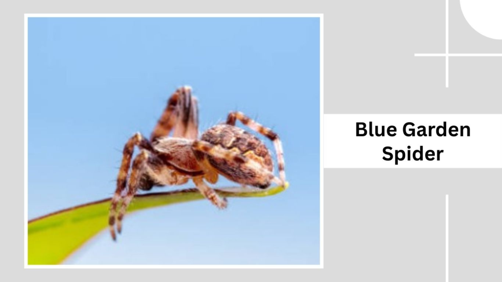 Blue Garden Spider
