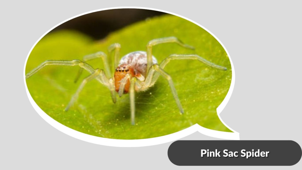 Pink Sac Spider