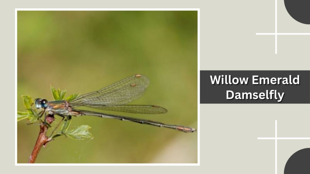 Willow Emerald Damselfly