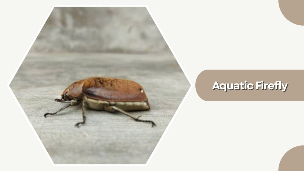 Aquatic Firefly