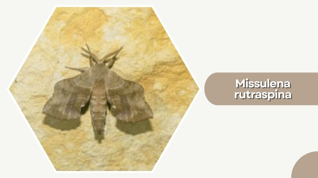 Missulena rutraspina