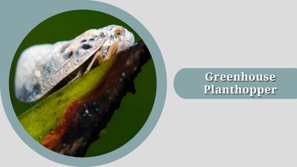 Greenhouse Planthopper