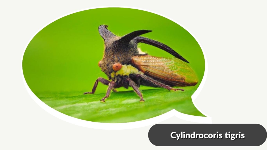  Cylindrocoris tigris