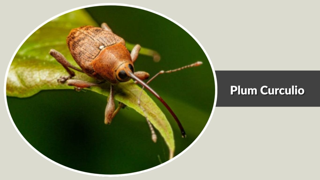 Plum Curculio
