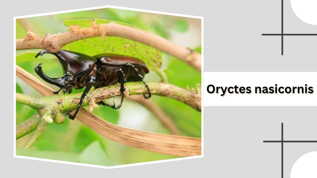 Oryctes nasicornis