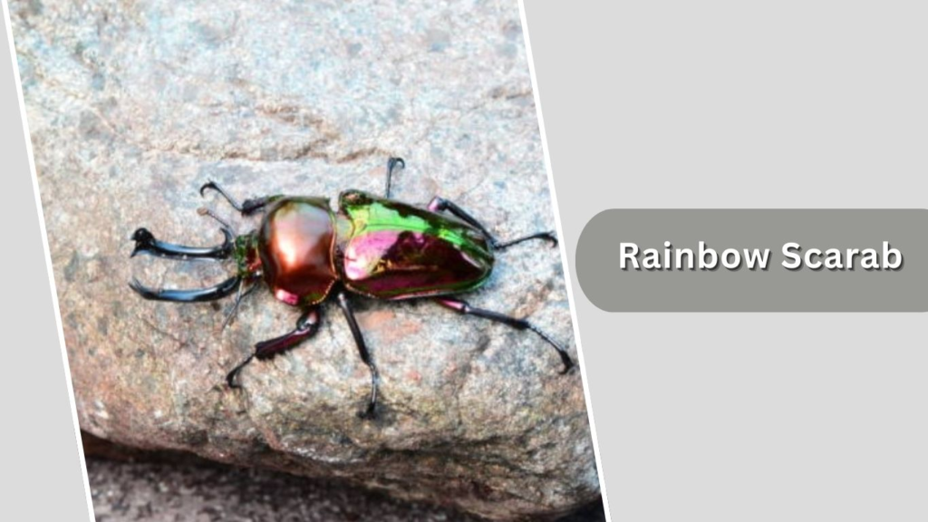 Rainbow Scarab