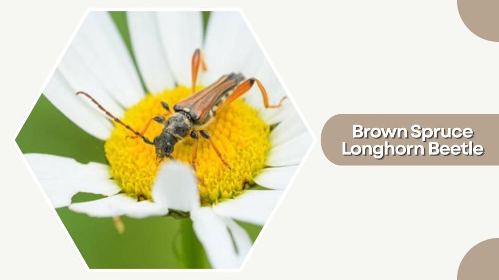 Brown Spruce Longhorn Beetle