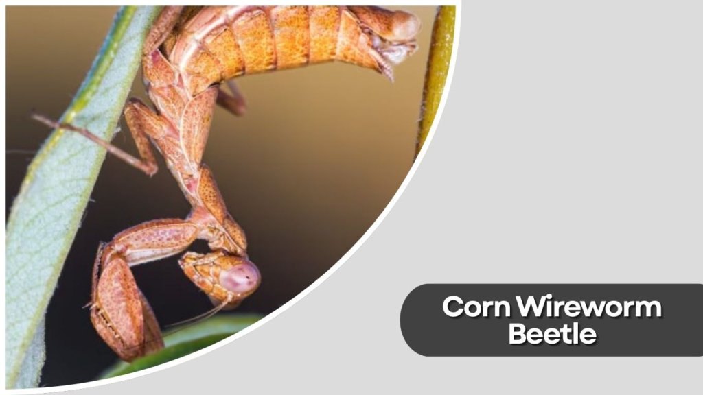 Corn Wireworm Beetle