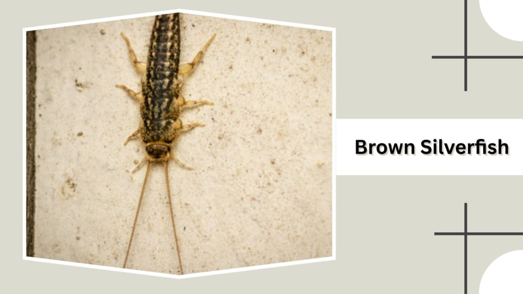 Brown Silverfish
