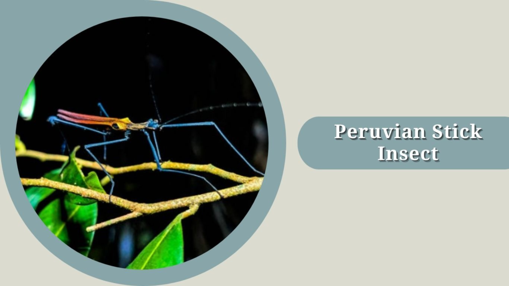 Peruvian Stick Insect