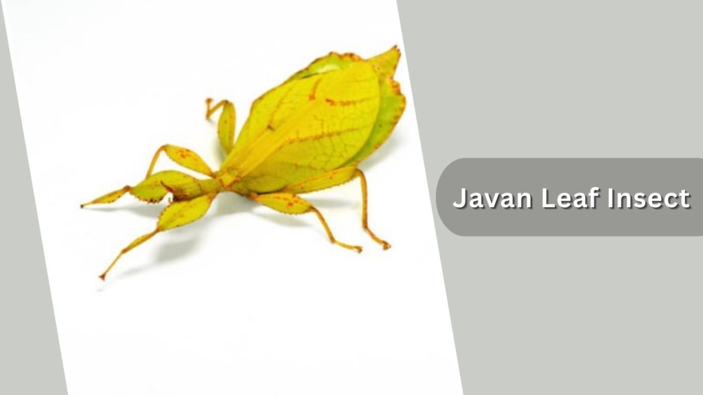  Javan Leaf Insect