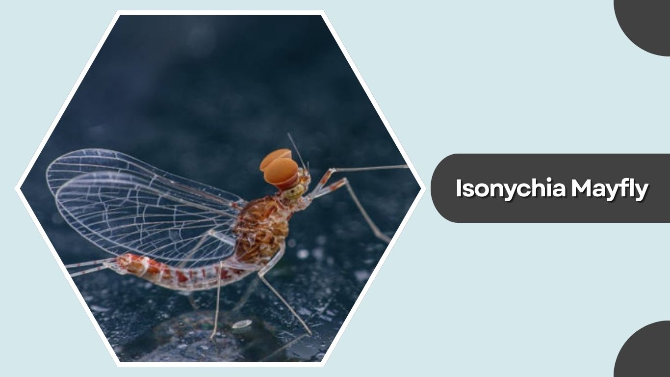 Mayflies Types 15 Common Types of Mayflies: Habitat, Behaviors, Pictures
