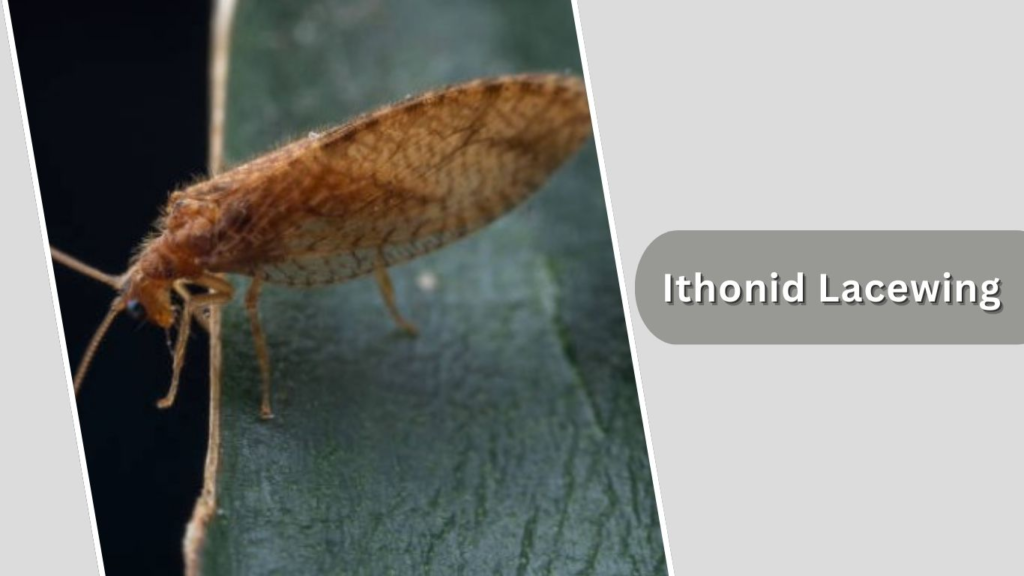 Ithonid Lacewing
