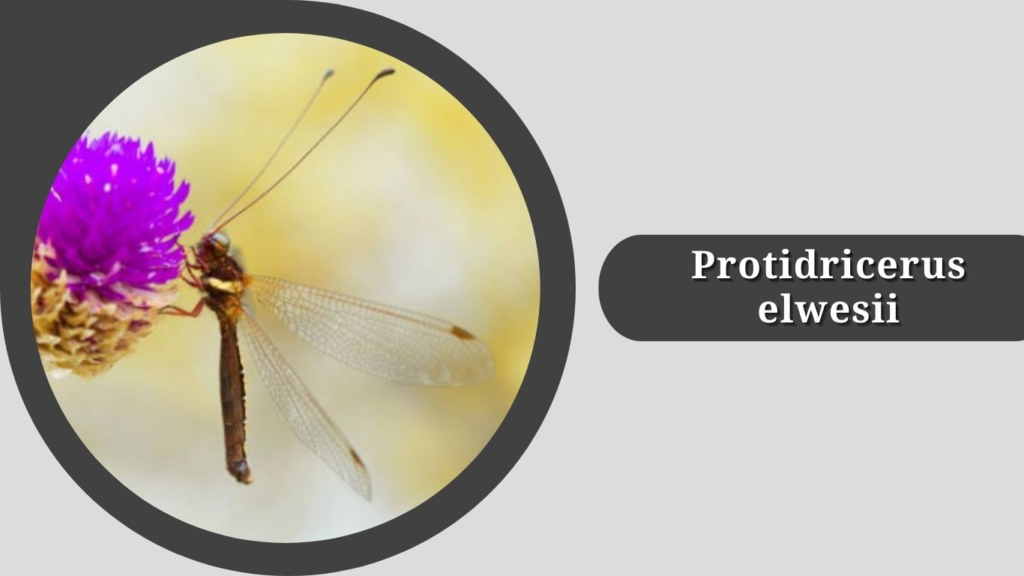 Protidricerus elwesii