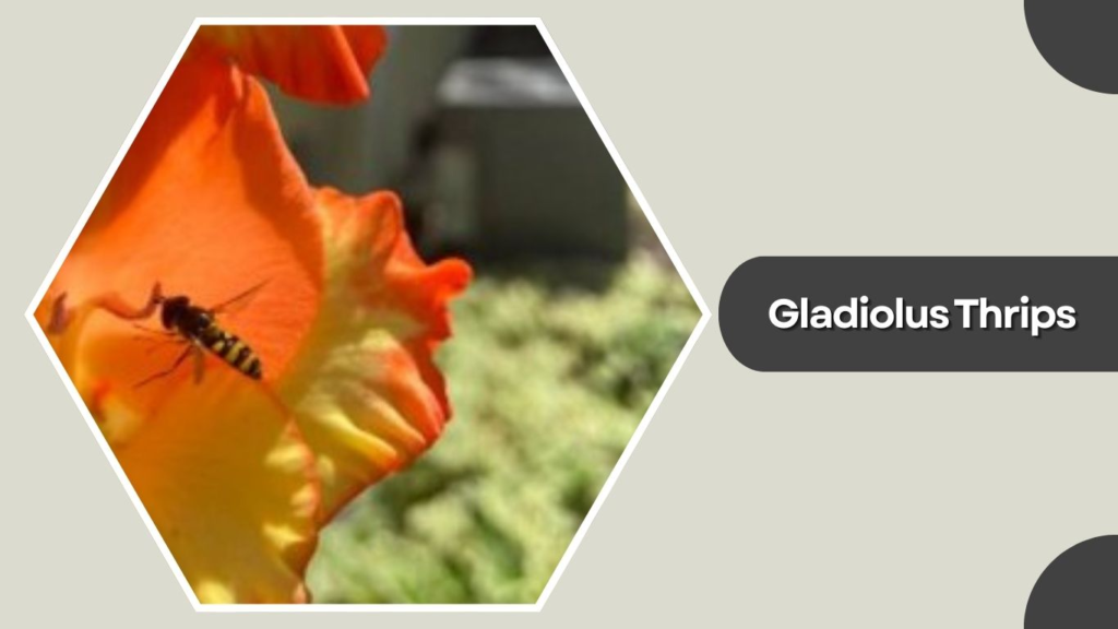 Gladiolus Thrips