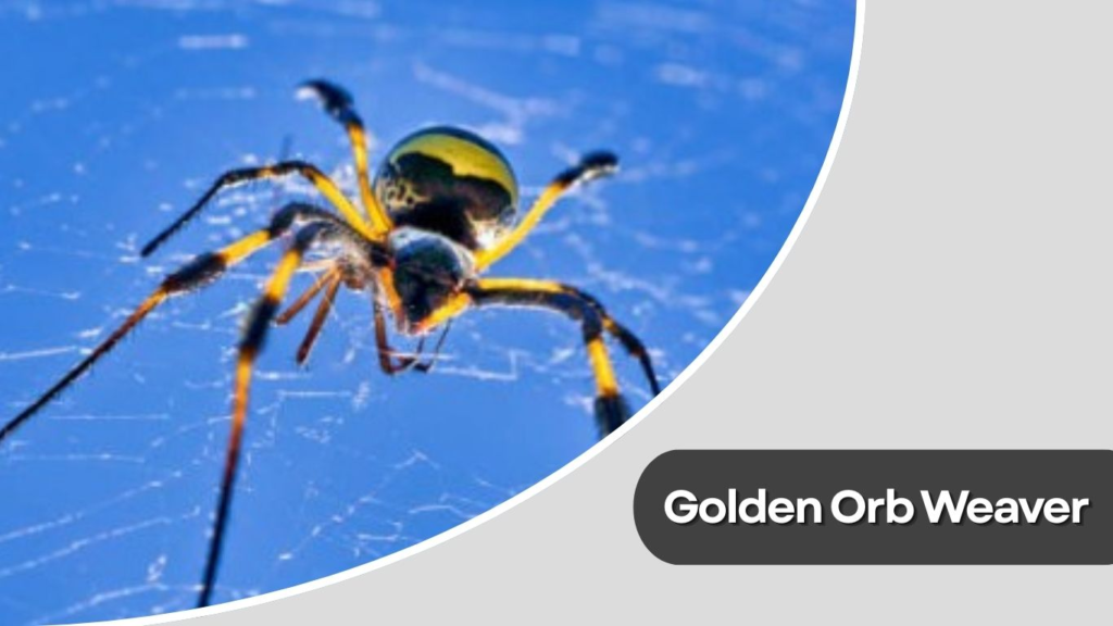 Golden Orb Weaver