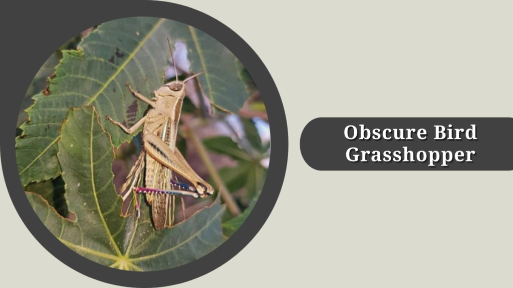 Obscure Bird Grasshopper