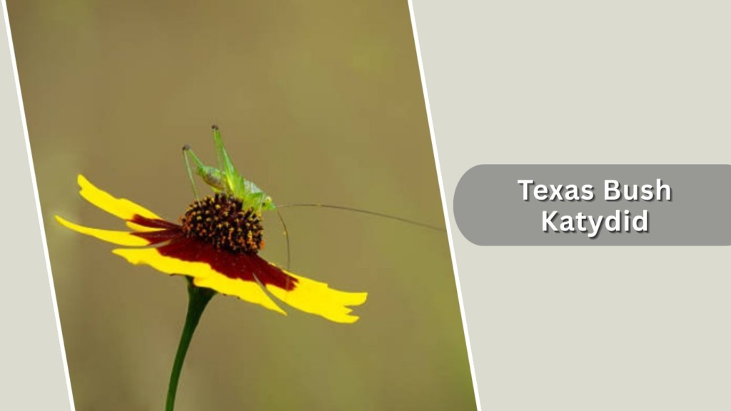 Texas Bush Katydid