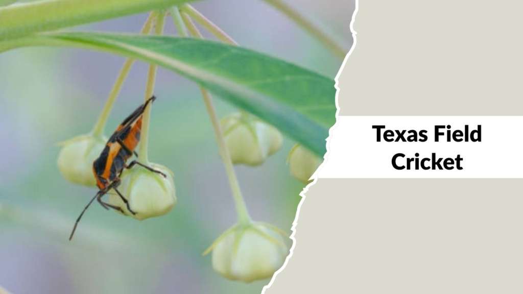 Texas Field Cricket