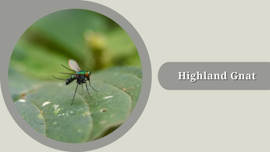 Highland Gnat