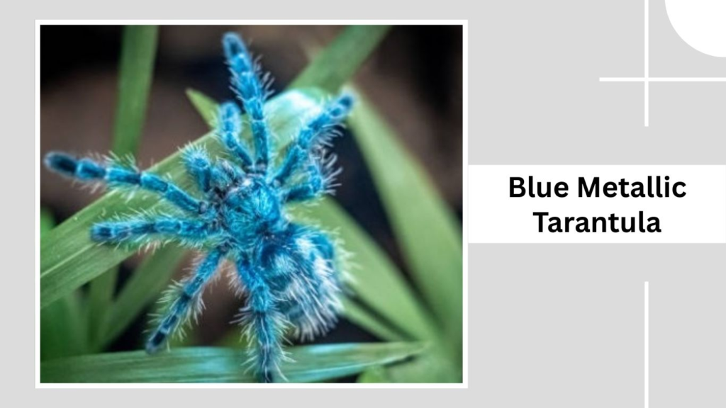 Blue Metallic Tarantula