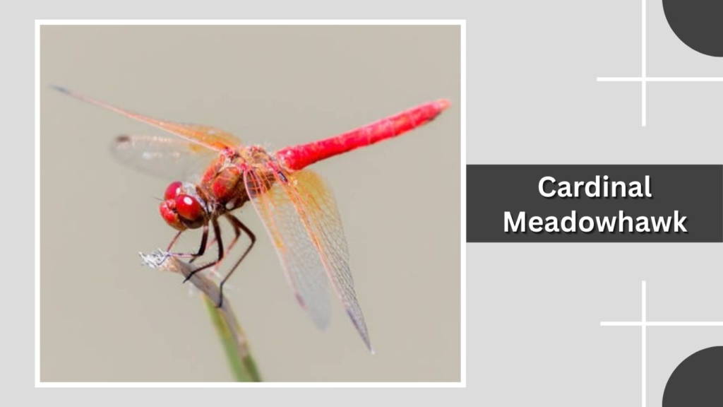 Cardinal Meadowhawk