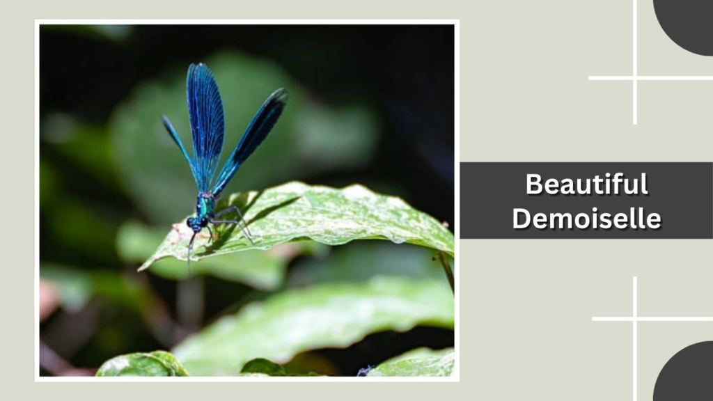 Beautiful Demoiselle