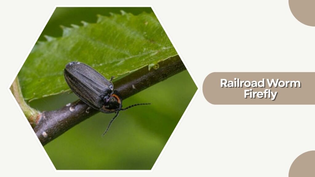 Railroad Worm Firefly