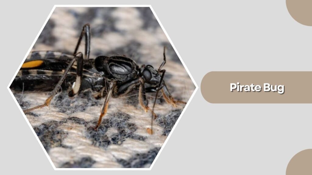 Pirate Bug