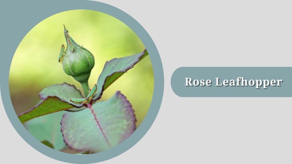 Rose Leafhopper