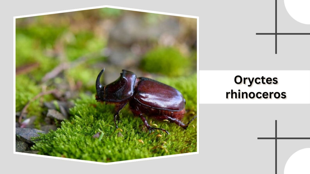 Oryctes rhinoceros