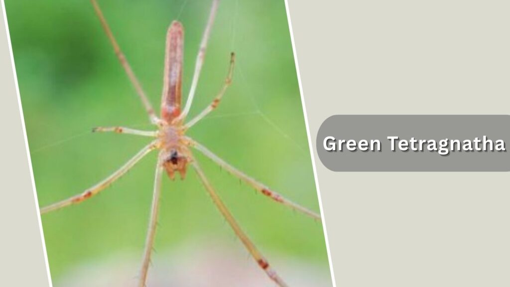 Green Tetragnatha