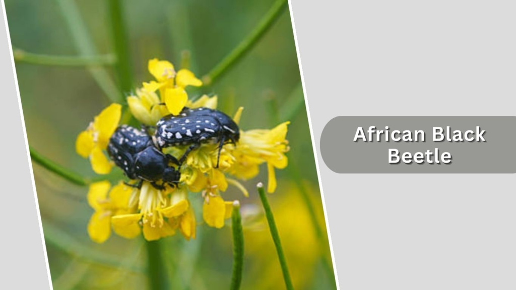 African Black Beetle