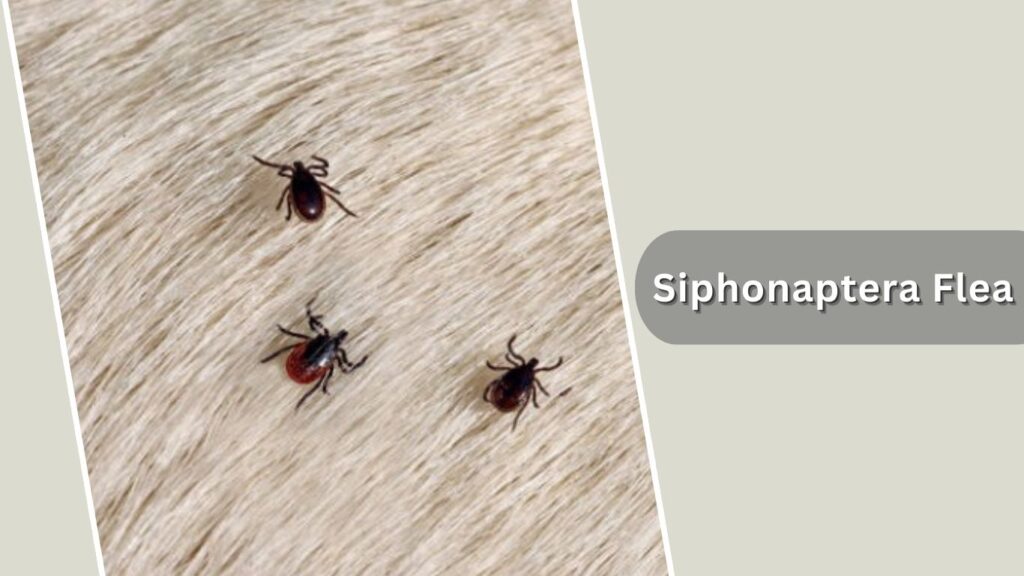 Siphonaptera Flea Siphonaptera Flea