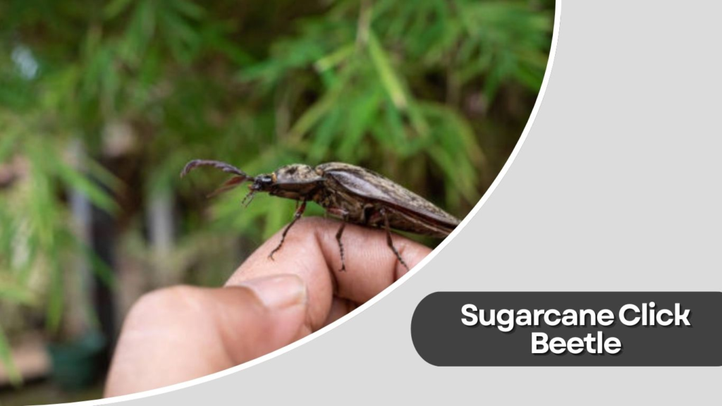 Sugarcane Click Beetle
