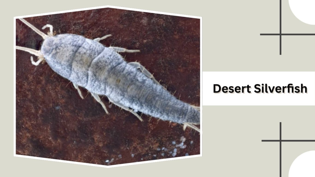 Desert Silverfish