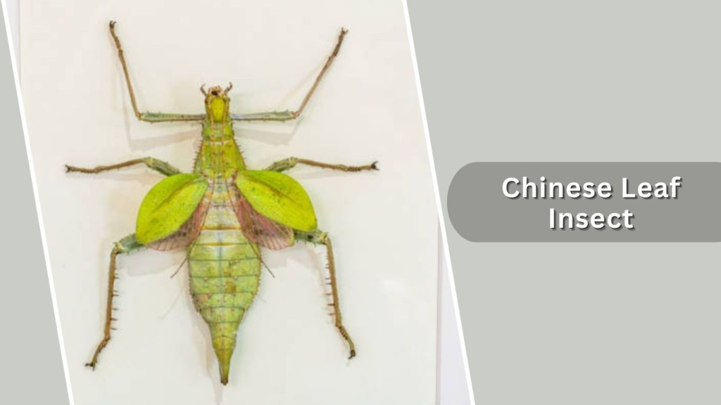 Chinese Leaf Insect