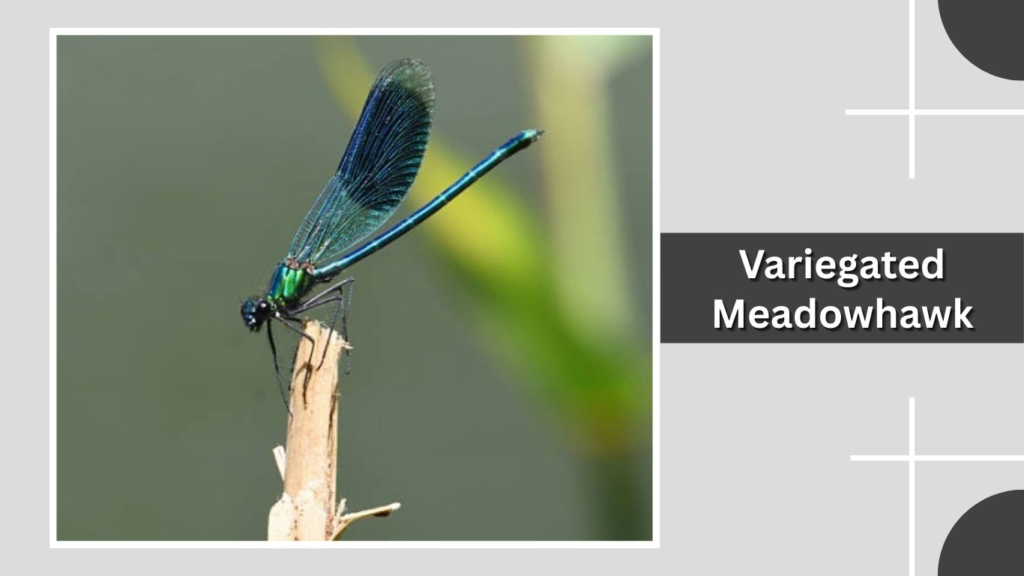 Variegated Meadowhawk
