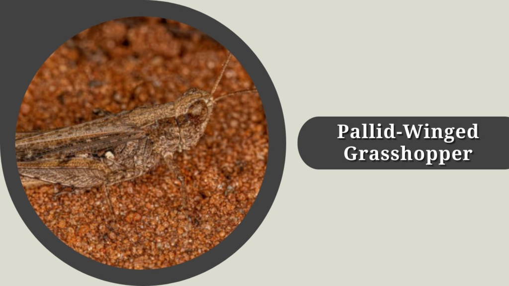 Pallid-Winged Grasshopper
