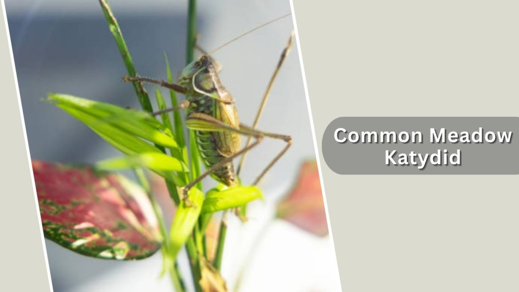 Common Meadow Katydid