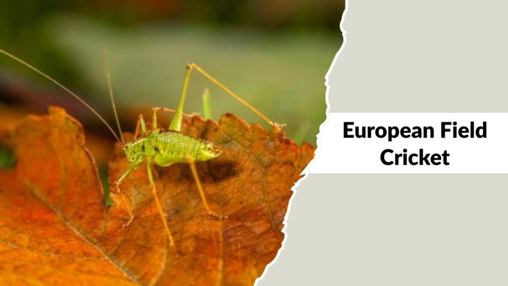 European Field Cricket