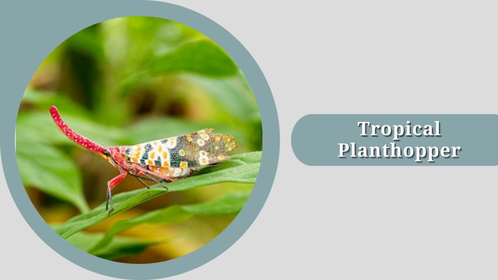 Tropical Planthopper