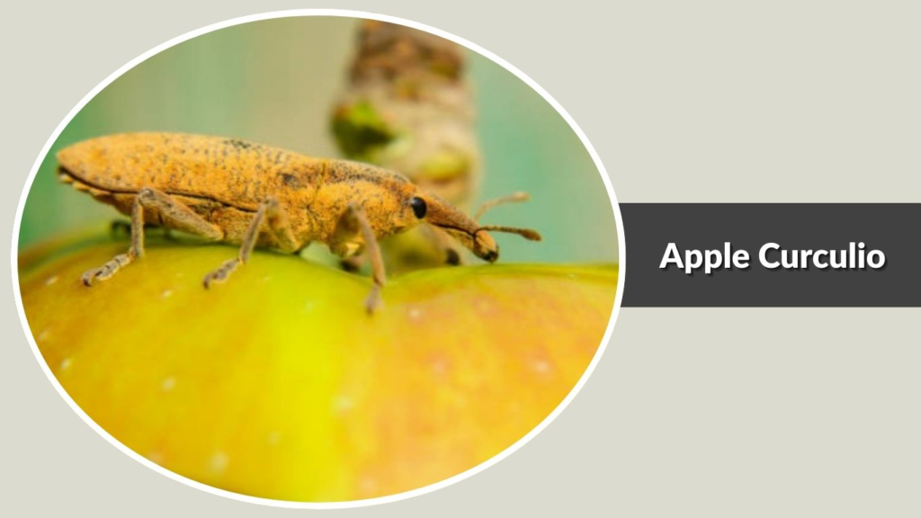 Apple Curculio