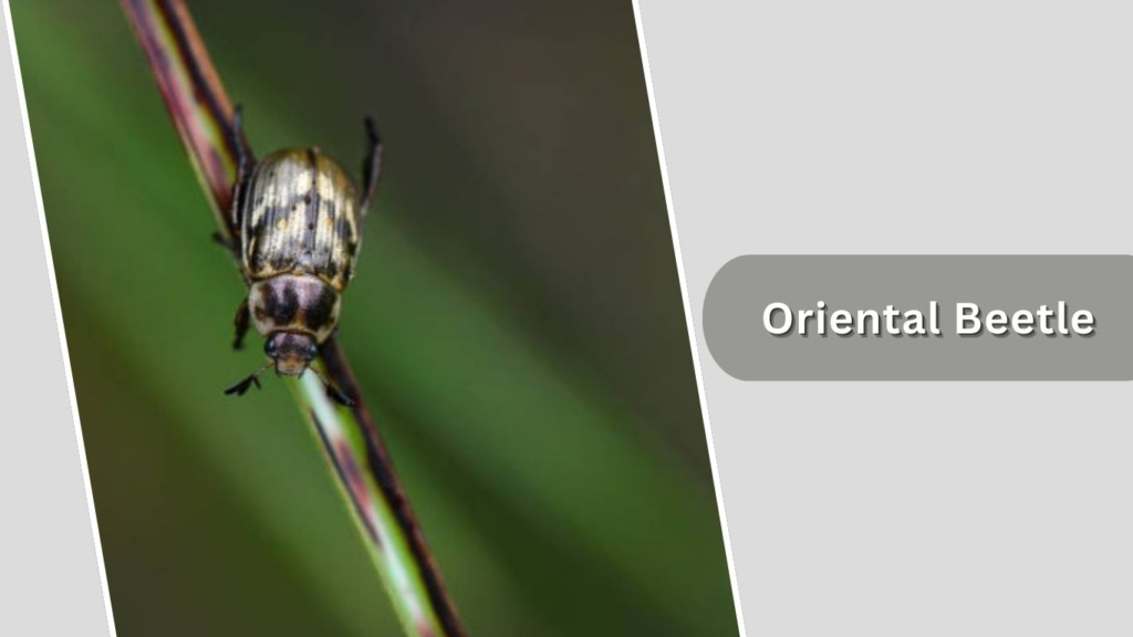 Oriental Beetle