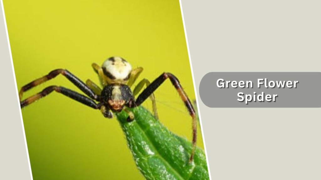 Green Flower Spider
