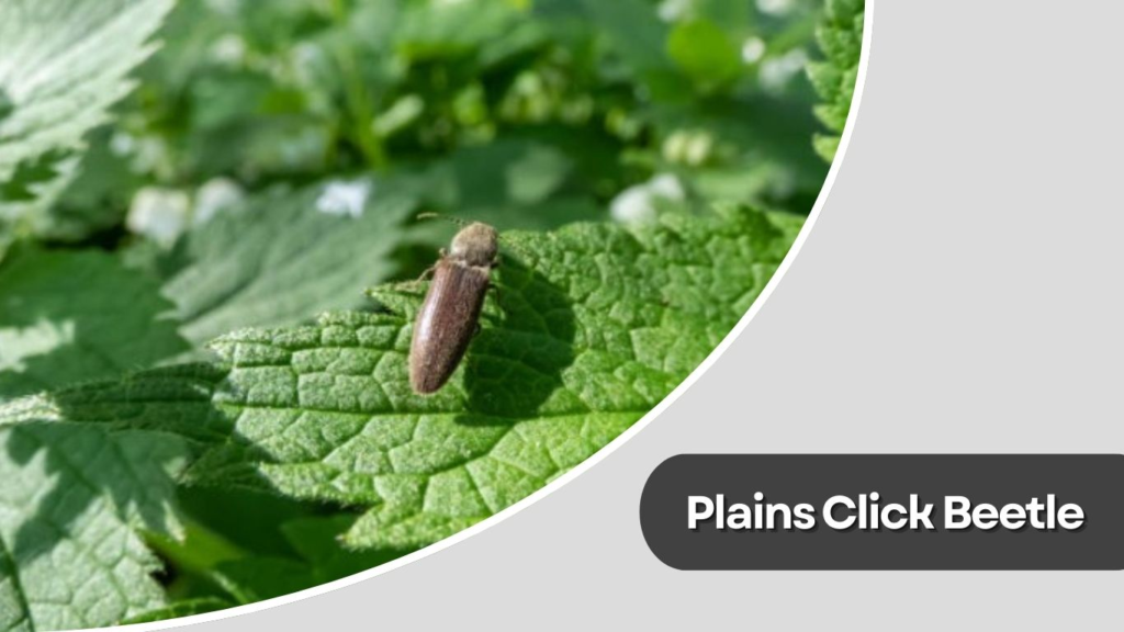 Plains Click Beetle